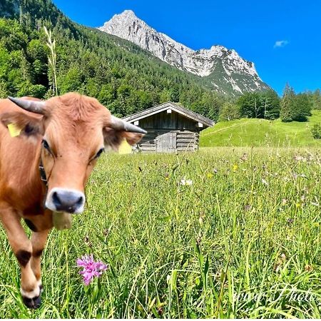 Sparfuchs - Fewo Resi Mittenwald Esterno foto