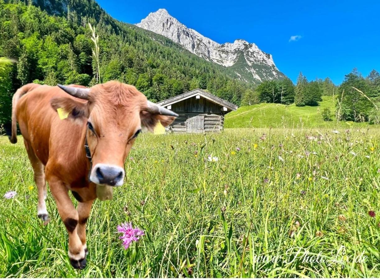 Sparfuchs - Fewo Resi Mittenwald Esterno foto